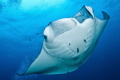   manta coming..... coming  
